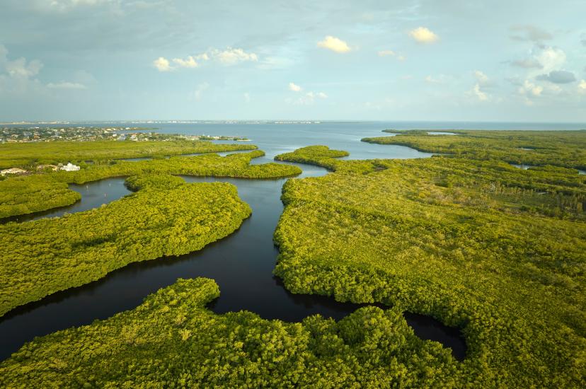 Florida Everglades