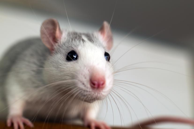 Mouse experiments