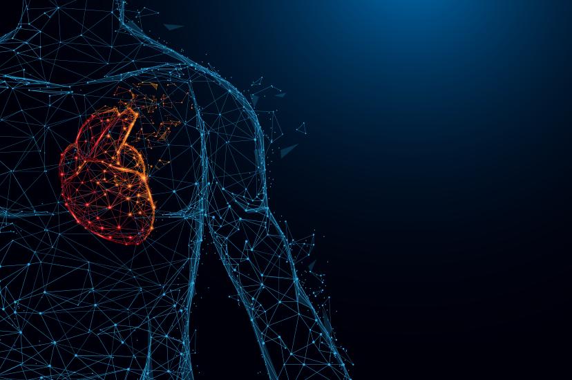 Heart visualisation tools using AI