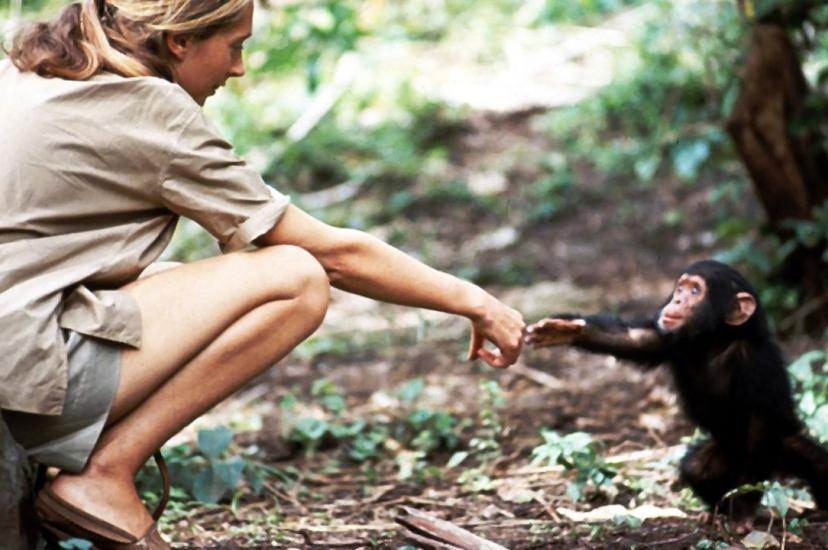 In 1964, Jane Goodall's husband Hugo van Lawick took a photo of her and an infant chimp reaching out to each other.