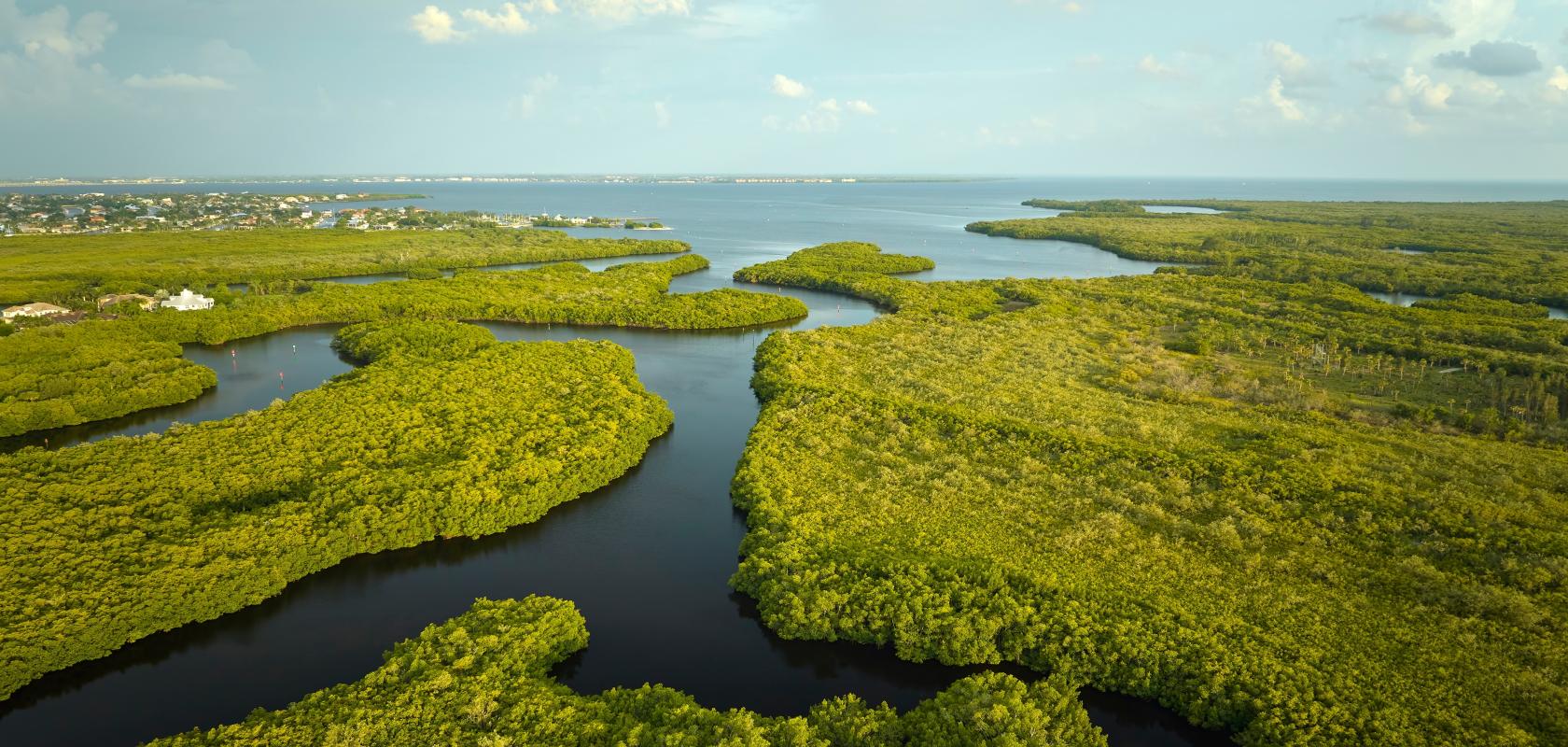 what is the importance of mathematics in nature essay Florida Everglades