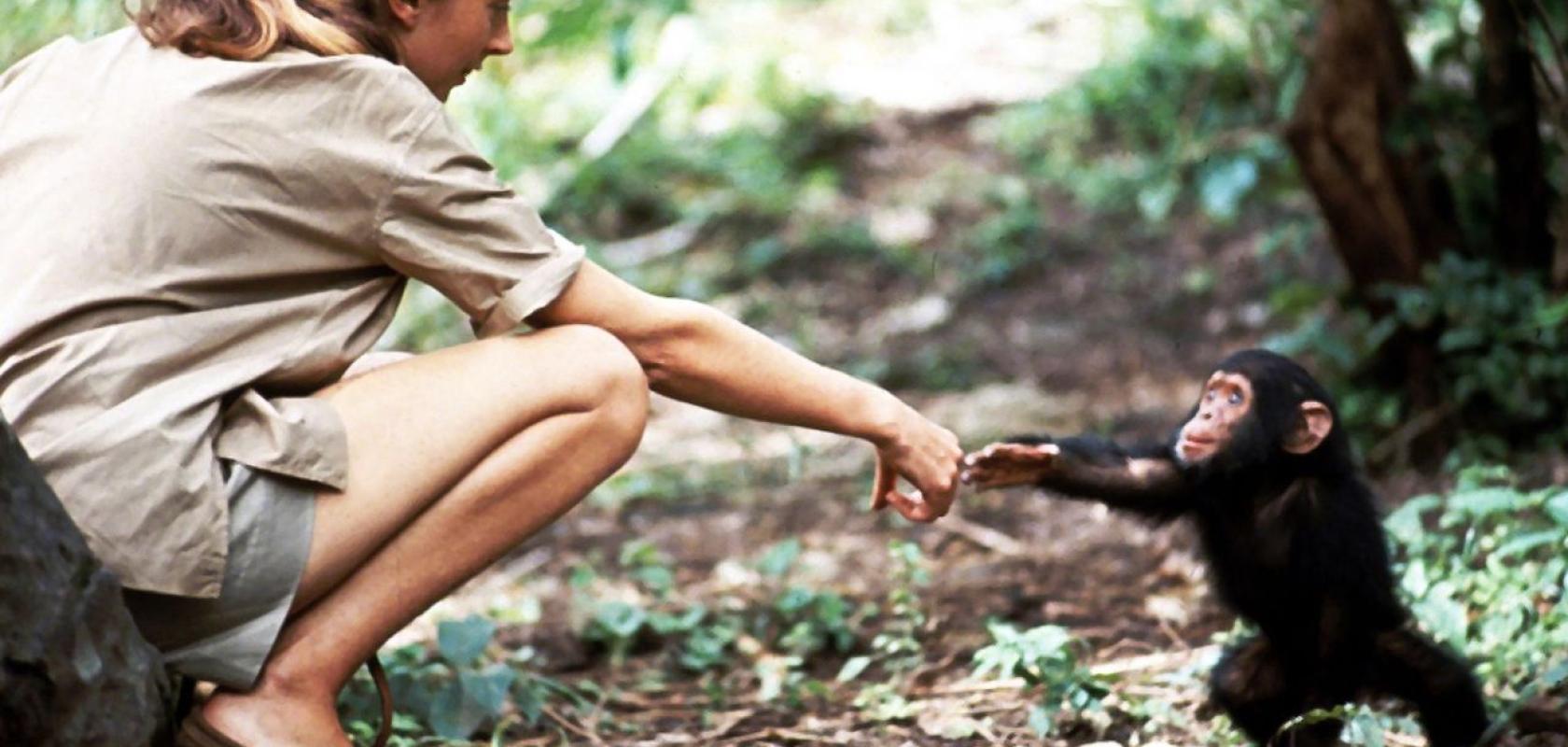 In 1964, Jane Goodall's husband Hugo van Lawick took a photo of her and an infant chimp reaching out to each other.